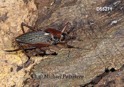 Hispaniolan Hooded Katydid (Polyancistrus serrulatus)